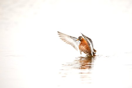 Red phalarope - Arctic Bird Fest 2019