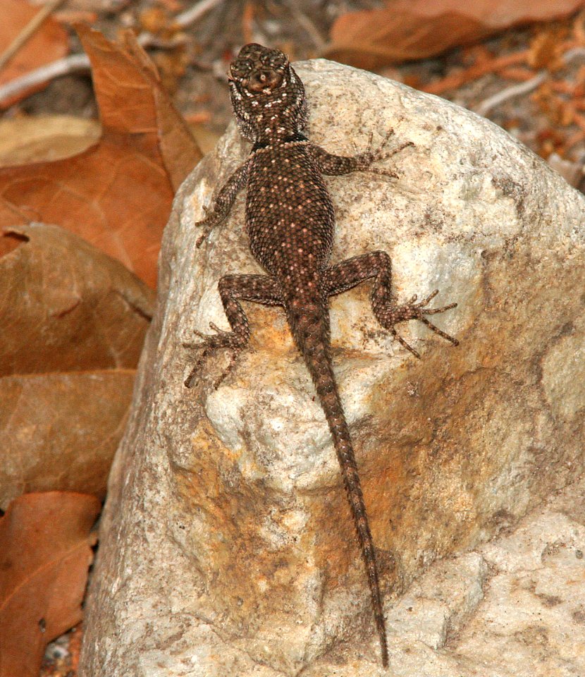 LIZARD, CLARK'S SPINY (sceloperus clarkii) (6-20-09) cave creek, chiricahua mts, cochise co, az -02