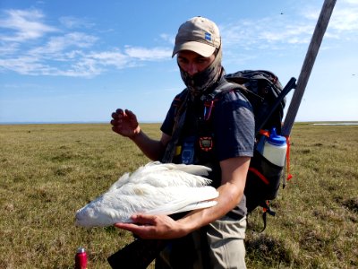 2019 Arctic Virtual Bird Fest