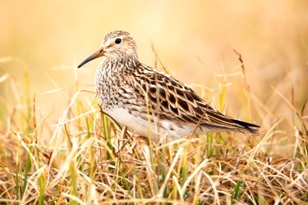 Pectoral Sandpiper - Arctic Bird Fest 2019