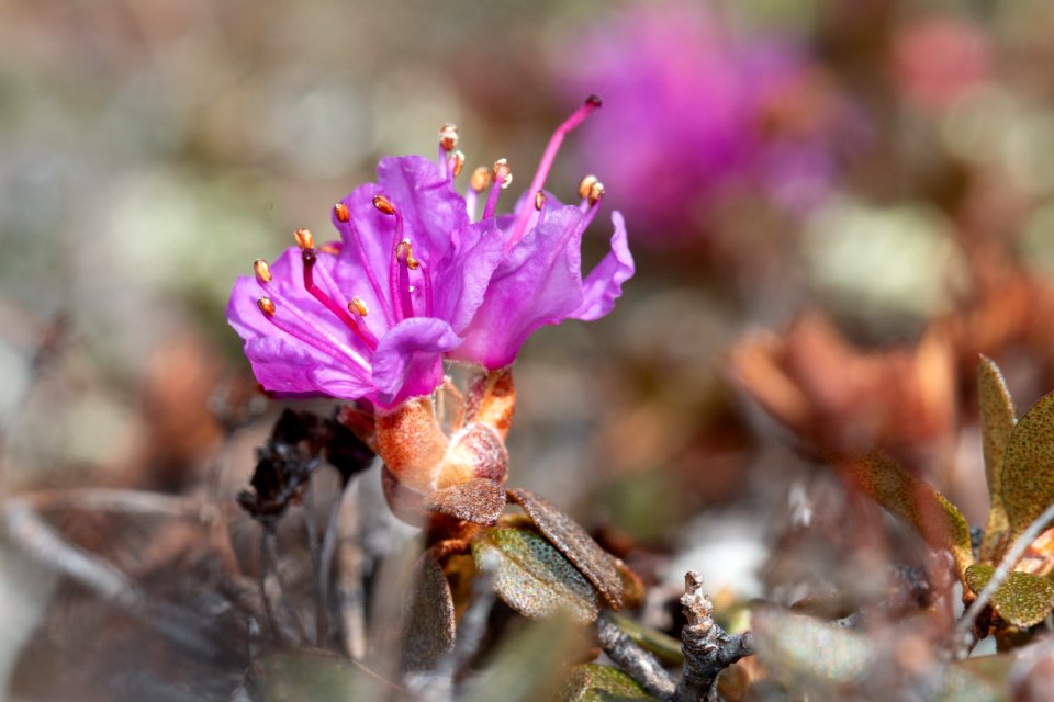 Lapland rhododendron