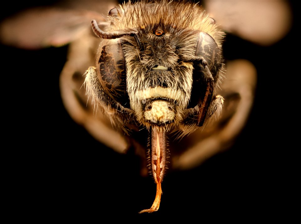 Anthophora exigua, m, face, Mariposa CA 2017-07-19-12.26.18 ZS PMax UDR