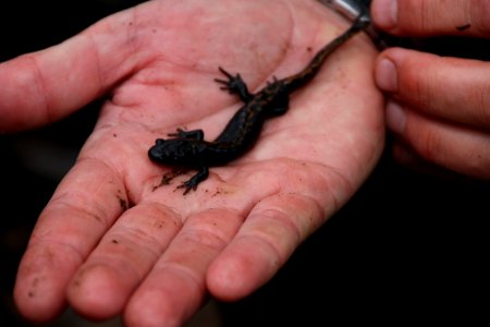 Santa Cruz long toed salamander