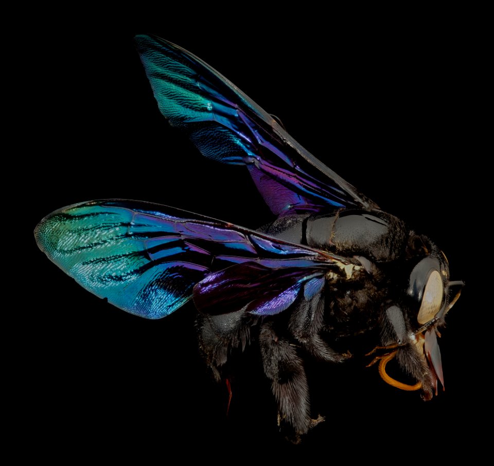 xylocopa pop green, f,thailand, side 2014-08-14-20.29.26 ZS PMax