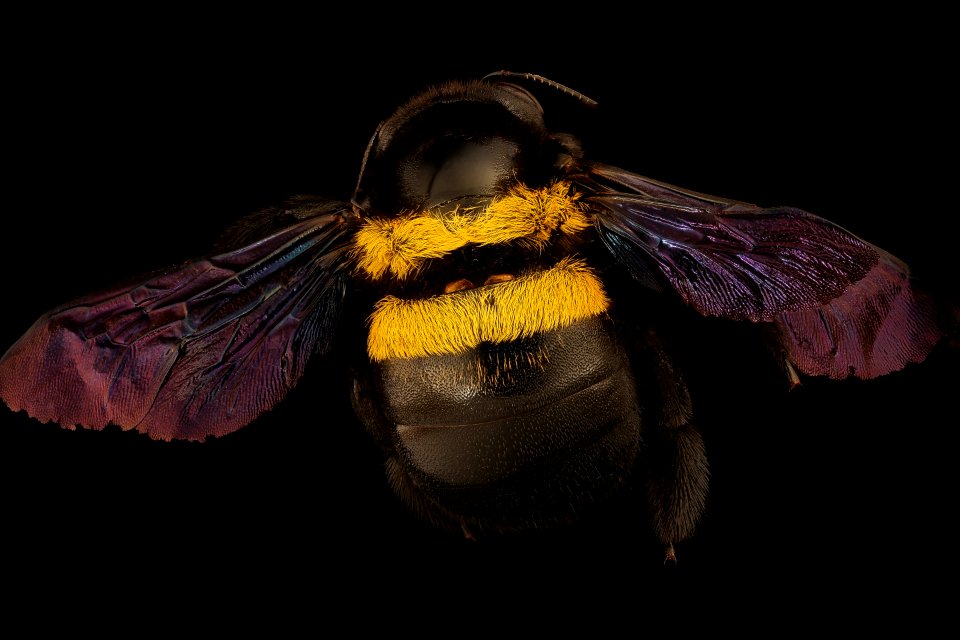 Xyclocopa caffra, f, back, Kruger NP, South Africa 2018-07-17-20.34.17 ZS PMax UDR