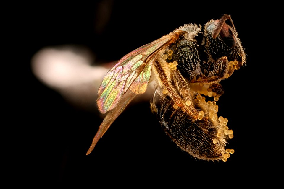 Lasioglossum hitchensi, f, right side, Columbia, PA 2017-06-20-14.21