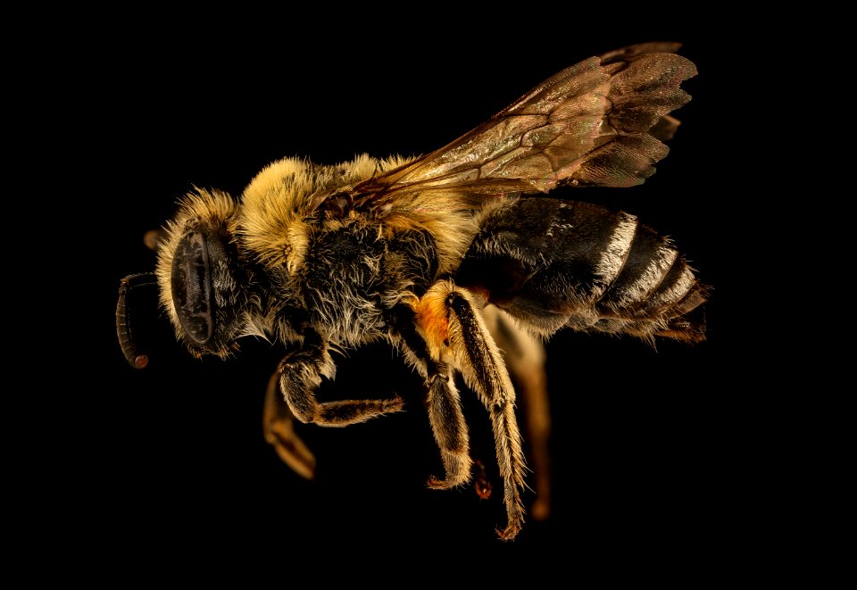 Colletes ciliatus, f, left, jugbay,MD 2019-10-10-18.36.03 ZS PMax UDR