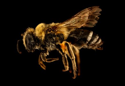 Colletes ciliatus, f, left, jugbay,MD 2019-10-10-18.36.03 ZS PMax UDR