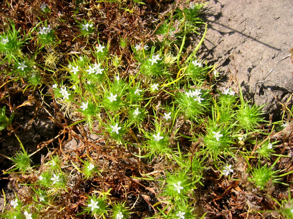 Spreading navarretia plant