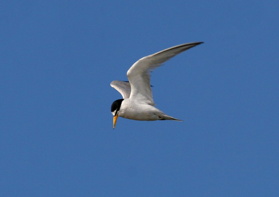California least tern