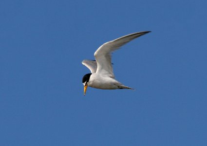 California least tern