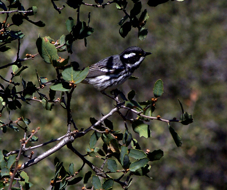 WARBLER, BLACK-THROATED GRAY (4-24-07) cottonwood spring, carrizo plain nat monument, slo co, ca