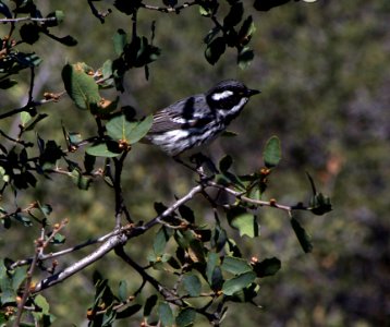 WARBLER, BLACK-THROATED GRAY (4-24-07) cottonwood spring, carrizo plain nat monument, slo co, ca