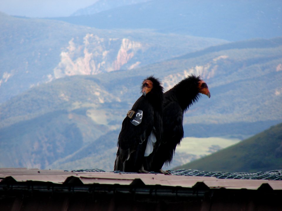 California condors #513 and #206.