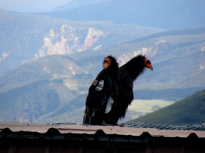 California condors #513 and #206.