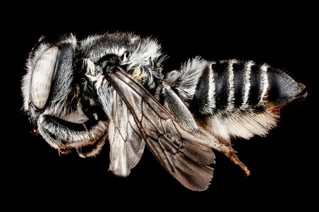 Megachile pseudobrevis, female, side 2012-07-06-19.15