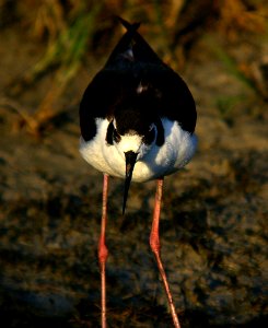 STILT, BLACK-NECKED (6-9-07) cholame v wetlands -03