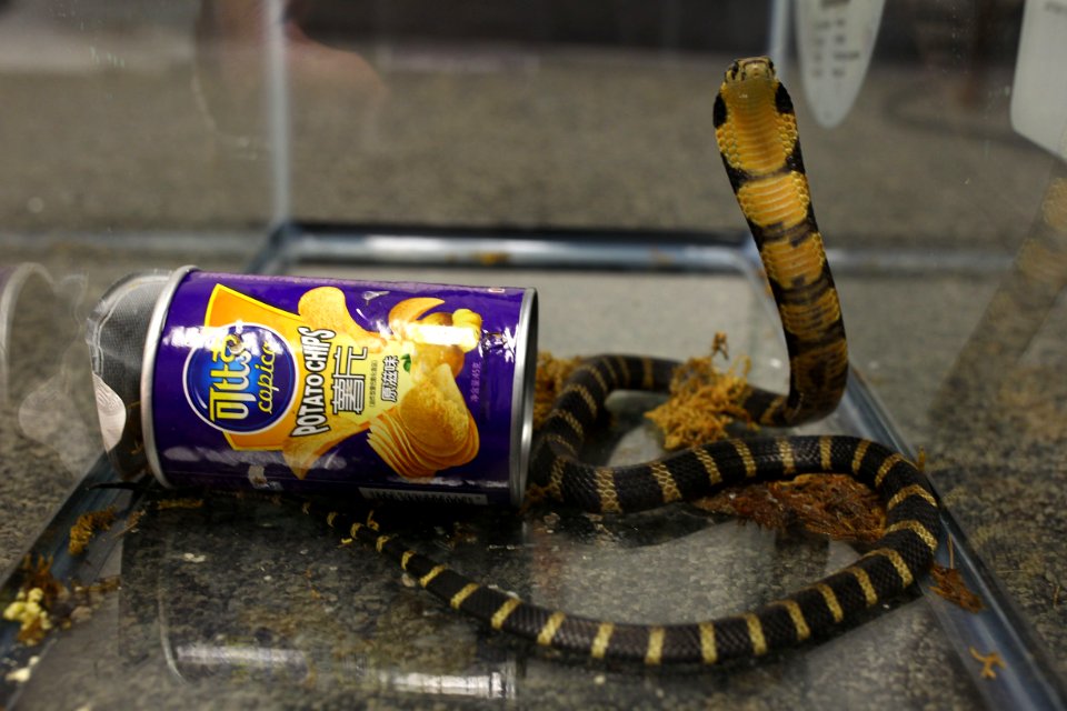 King cobra