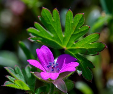 GERANIUM, CUTLEAF (geranium dissectum) (4-8-07) canet rd, morro bay, slo co, ca