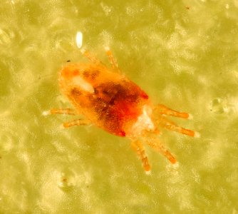 Christmas Cactus Mite, beltsville, md3 2016-07-19-13.51.37 ZS PMax UDR