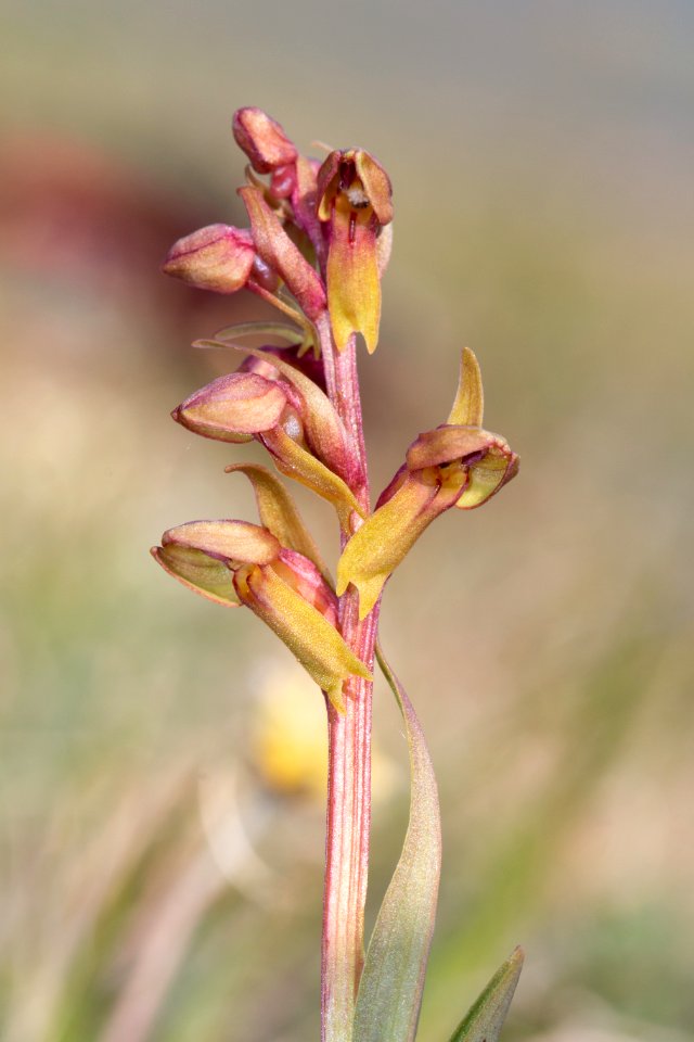 Frog orchid