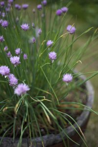 Plant herb purple photo