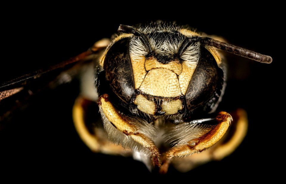 Anthidiellum notatum gilense, m, face, Cochise Co. AZ 2016-03-15-21.01