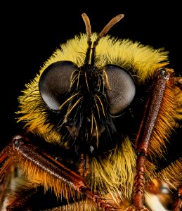 Asilidae, U, Face, Carroll Co., MD 2013-07-23-14.53.44 ZS PMax photo