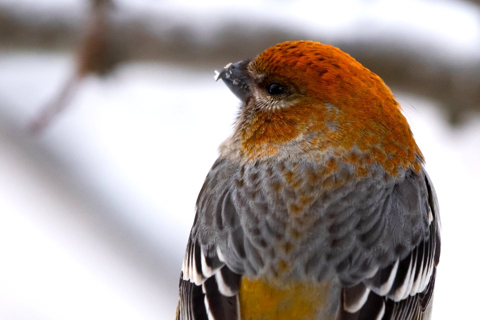 Female pine grosbeak