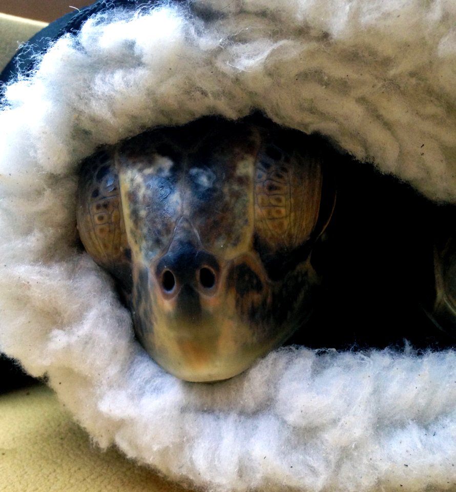 Comber in his "thunder jacket".