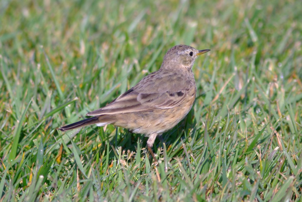 PIPIT, AMERICAN (3-26-09) cloisters -12
