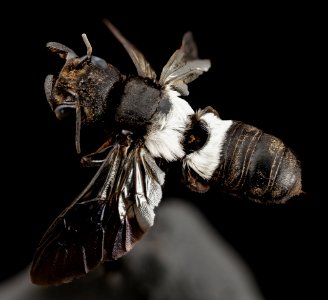 Megachile species, f, 15266b06, angle, kenya 2014-08-06-15.45.28 ZS PMax photo