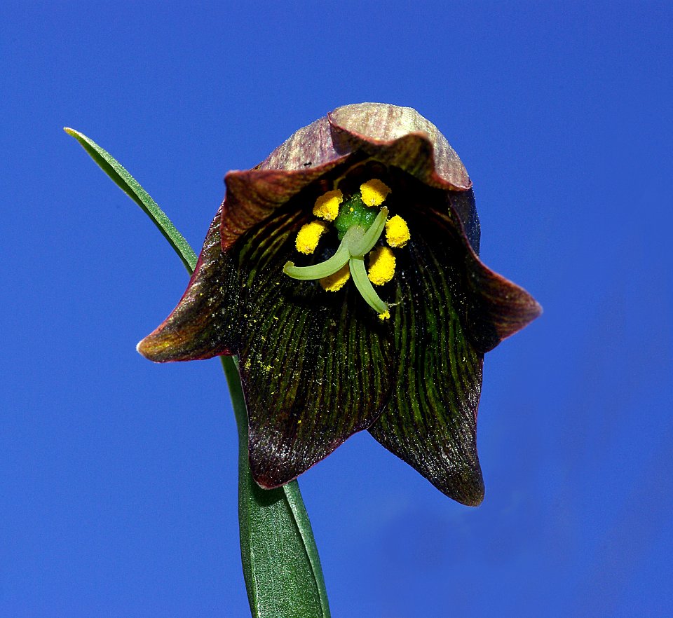 LILY, CHOCOLATE (fritillaria biflora) (4-3-07) -1 canet