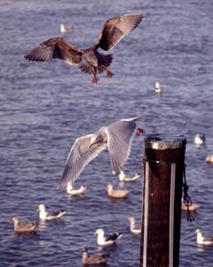 GULL, GLAUCOUS-WINGED photo