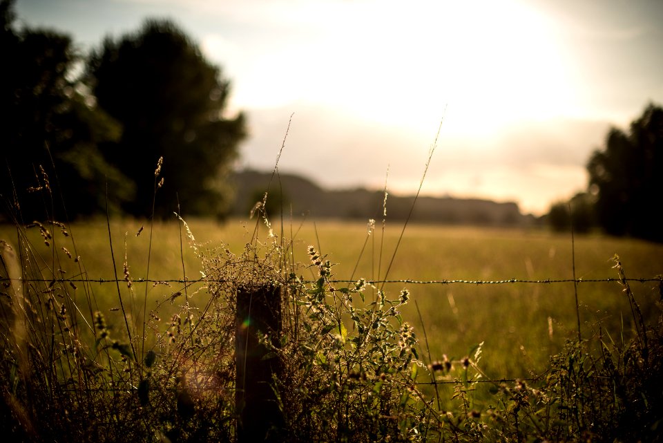 Abendspaziergang an der Ruhr (1)