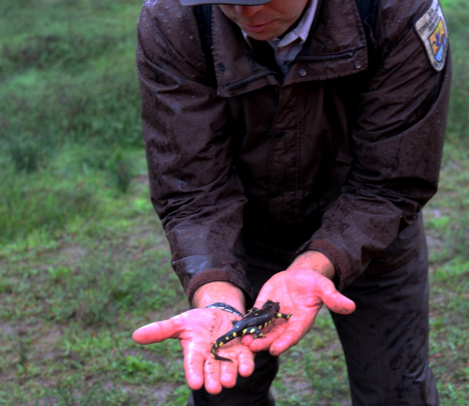 California tiger salamander