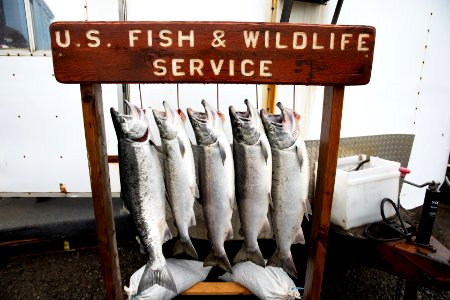 Salmon sign