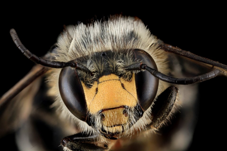 Anthophora terminalis, M, Face, PA 2013-06-26-15.44.36 ZS PMax