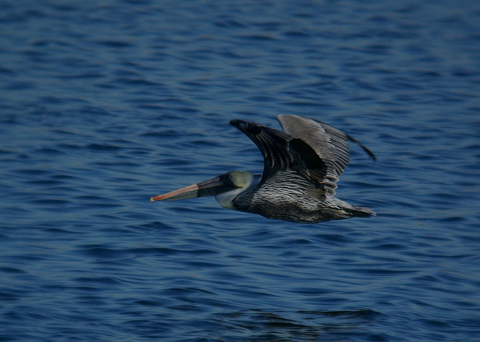 PELICAN, BROWN (10-28-06)-2