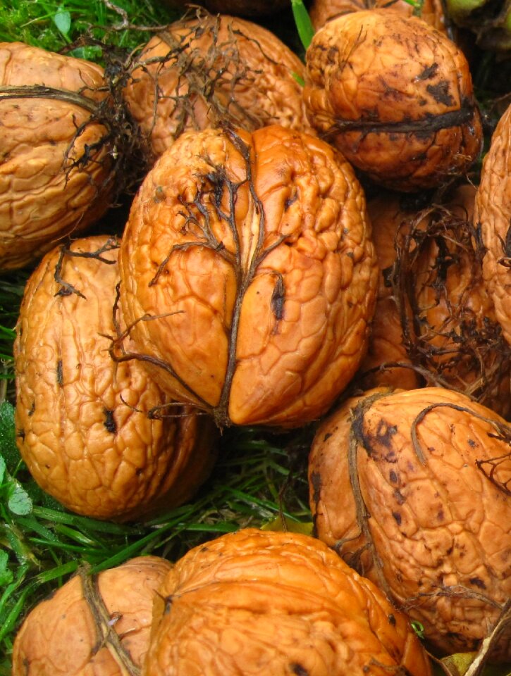 Nut shell nature