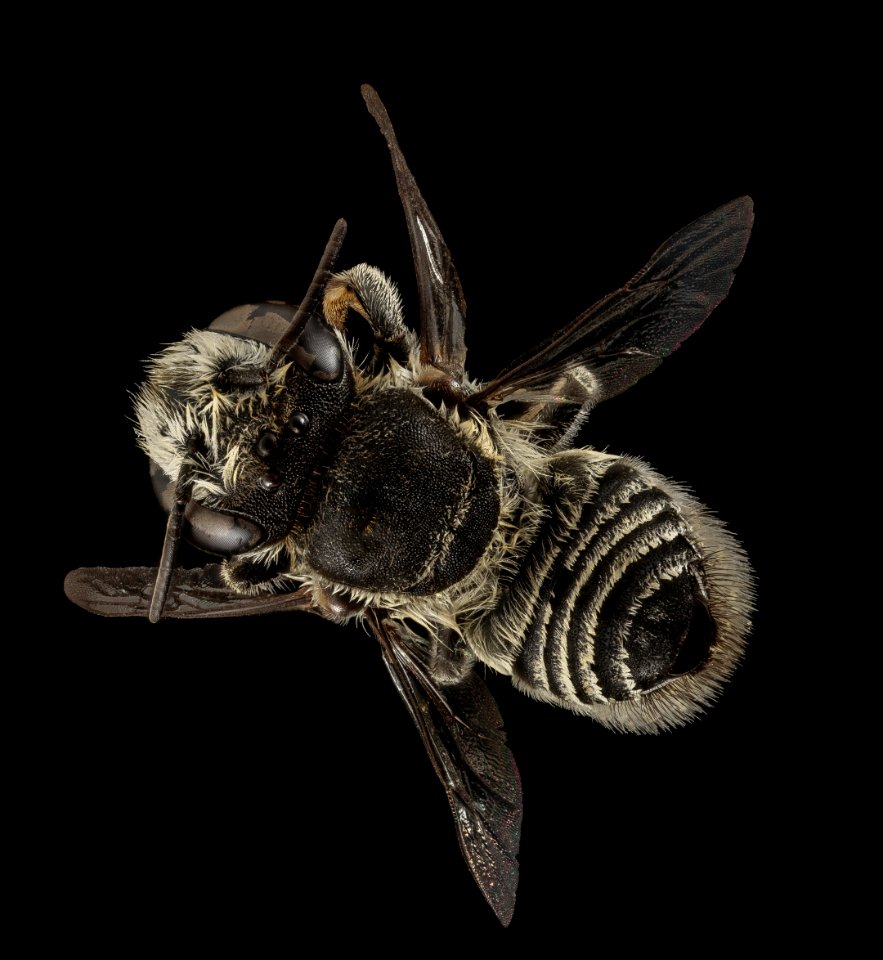 Megachile concinna, F, back, Puerto Rico, Boqueron 2014-09-26-09.00