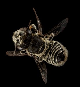 Megachile concinna, F, back, Puerto Rico, Boqueron 2014-09-26-09.00