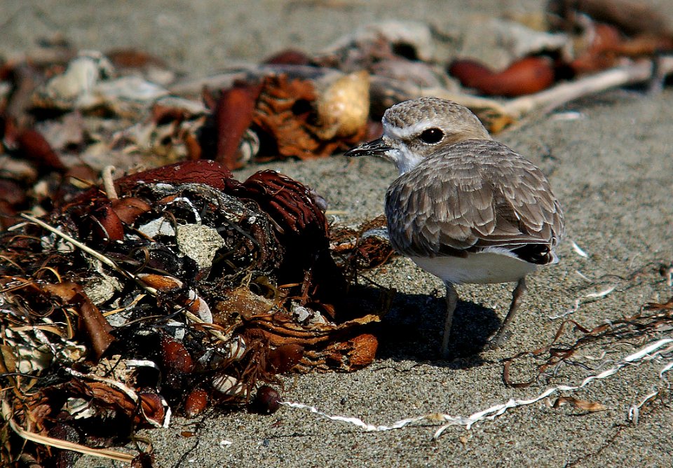 PLOVER, SNOWY 10-29-05 (2)