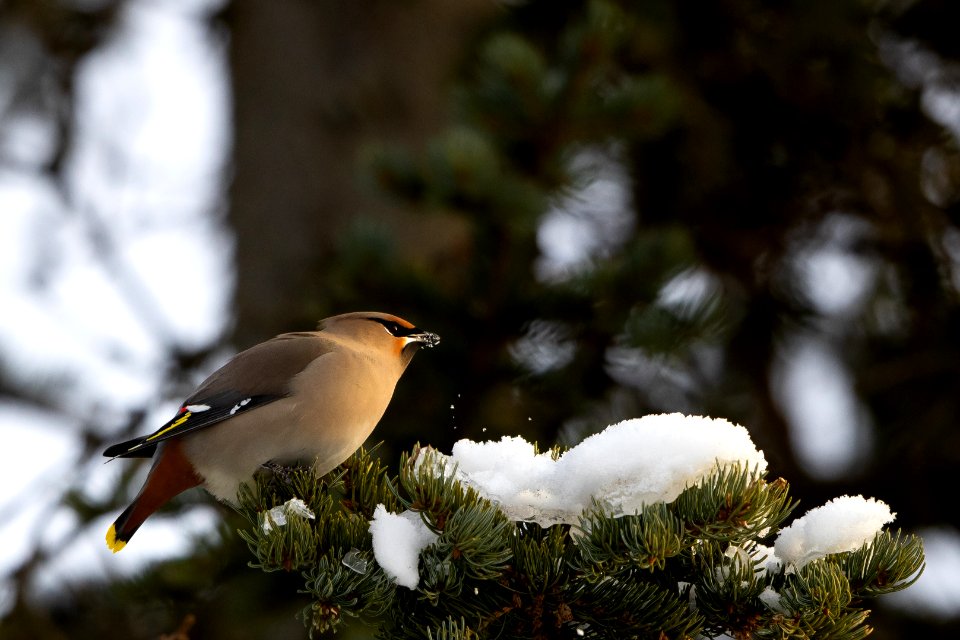 Bohemian waxwing