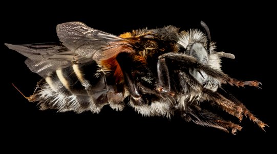 Anthophora tricolor, F, Side, Puerto Rico, Yauco 2014-09-26-11.26.22 ZS PMax