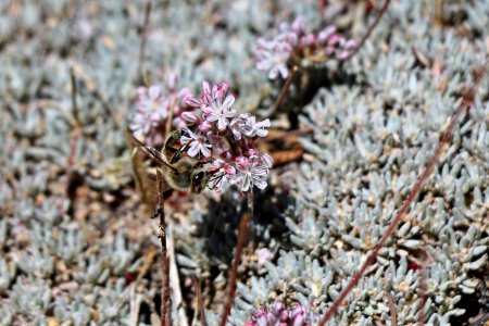 Honey bee drinking nectar from Southern mountain wild-buckwheat