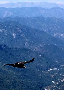 A California condor soars in Sequoia National Park. photo