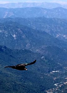 A California condor soars in Sequoia National Park.