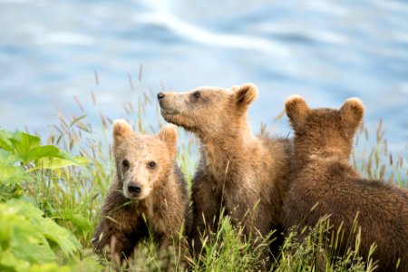 Kodiak bear