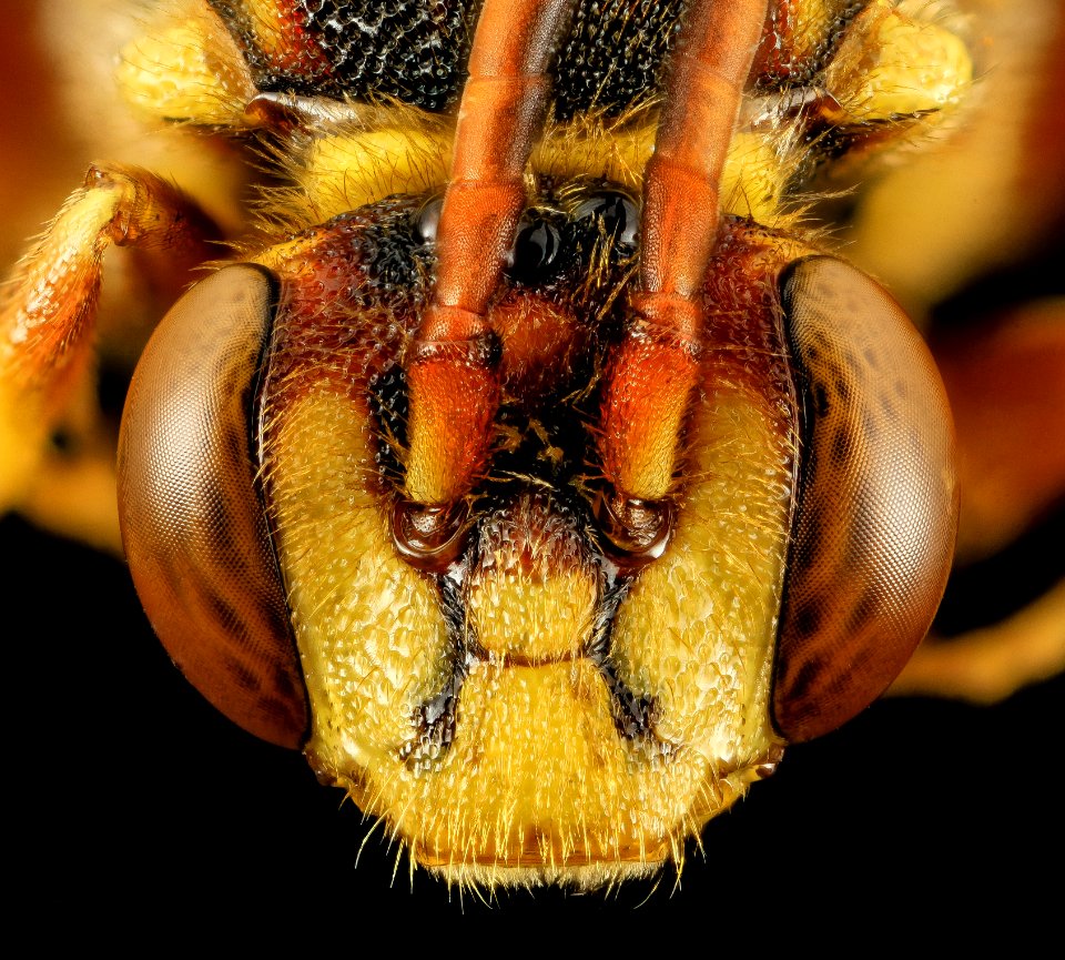 nomada affabilis, f, had, md, kent county 2014-06-09-18.00.45 ZS PMax